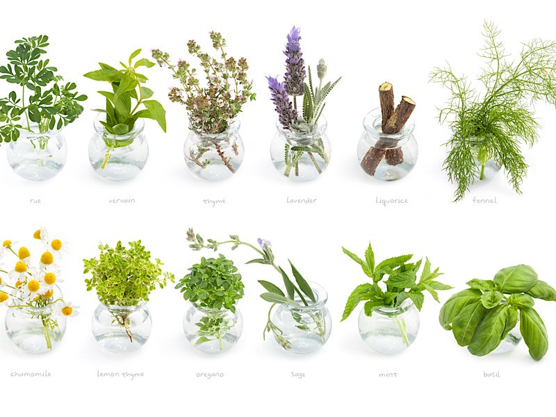 Spagyrie remèdes naturels phytothérapie